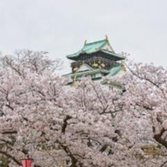 大阪城　桜　春